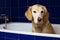 DIRTY DOG BATHTUB. GOLDEN RETRIEVER TAKING A BATH LOOKING AT CAMERA
