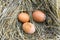 Dirty eggs on hay. Top view.