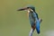 Dirty face with fish skins on its beaks after finished of eating, Common Kingfisher, king of fishing tiny