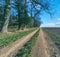 Dirty farm road between a field to the right and trees to the left