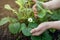 Dirty female hands carefully spread the leaves of strawberry