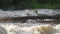 Dirty flood water flowing rapidly in river near fallen tree, closeup abstract detail, slow motion video