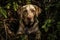 Dirty Frightened Labrador Sits In The Woods Under Bush. Dog Lost In The Park In The Woods. Generative AI