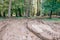 dirty gravel road in green forest with wet trees and sun rays in perspective