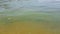 Dirty green water of the river. fuzzy dirty water, moving in greenish dirty water. Background of dirty green water with green foli