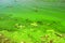 Dirty green waters, wave with algae, problem of environmental pollution. Toxic decaying algae river wave. Ecological catastrophy