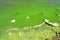 Dirty green waters, wave with algae, problem of environmental pollution. Toxic decaying algae river wave. Ecological catastrophy