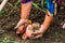 Dirty hard worked and wrinkled hands holding fresh organic potatoes. Old woman holding harvested potatoes in hands