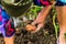 Dirty hard worked and wrinkled hands holding fresh organic potatoes. Old woman holding harvested potatoes in hands