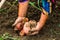 Dirty hard worked and wrinkled hands holding fresh organic potatoes. Old woman holding harvested potatoes in hands