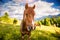 Dirty horses grazing in the pasture that is illuminated by the sun. Location place Carpathian, Ukraine, Europe. Beauty world