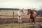 Dirty horses in a muddy riding arena