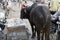 A dirty Indian bull is eating plastic and polythene bags from a pile of garbage in the city. Problem of environmental pollution,