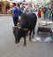 A dirty Indian bull is eating plastic and polythene bags from a pile of garbage in the city. Problem of environmental pollution,