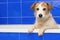 DIRTY JACK RUSSELL DOG IN A BLUE BATHTUB WITH PAWS HANGING OVER