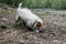 DIRTY JACK RUSSELL DOG DIGGING A HOLD IN SAND