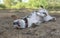 DIRTY JACK RUSSELL DOG WALLOW IN A MUD PUDDLE