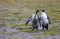 Dirty king penguins