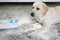 dirty labrador retriever puppy with guilty expression sitting near mess on floor