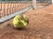 Dirty lonely tennis ball by the net at clay tennis court. After practice. Close up. forgotten ball