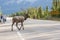 Dirty Male Elk crossing the road