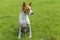 Dirty mature basenji dog sitting  on a fresh lawn after run in dirty places