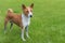 Dirty mature basenji dog standing on a fresh lawn