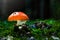 A dirty mushroom fly agaric in the forest