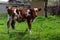 Dirty new born pet calf standing in animal field. Pet animal husbandry and Dairy life concept.