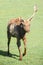 dirty one-horned deer on grass selective focus