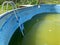 dirty overgrown dangerous outdoor pool. pool cleaning service. dirty green water with bacteria