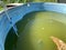 dirty overgrown dangerous outdoor pool. pool cleaning service. dirty green water with bacteria