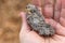 A dirty palm holding an owl pellet