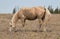 Dirty Palomino colored Wild Horse Band Stallion in the Pryor Mountain Wild Horse range in Montana United States