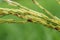 Dirty Panicle Disease