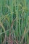 Dirty panicle disease on rice