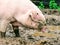Dirty pig in mud bath in barn. Pigs playing in natural mud farm. Farming animals.