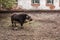 Dirty pig and piglets with curly hair at outdoor farm