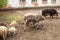 Dirty pig and piglets with curly hair at outdoor farm