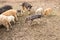 Dirty pig and piglets with curly hair at outdoor farm