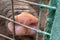 Dirty pig snout nose behind the bars of a pigsty close up