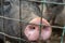 Dirty pig snout nose behind the bars of a pigsty close up