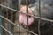 Dirty pig snout nose behind the bars of a pigsty close up