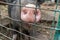 Dirty pig snout nose behind the bars of a pigsty close up