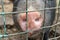 Dirty pig snout nose behind the bars of a pigsty close up