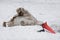 Dirty polar bear in the snow playing with a road sign - a plastic cone