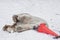 Dirty polar bear in the snow playing with a road sign - a plastic cone