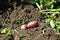 Dirty potato tubers lie on the dug-up ground among the green grass.