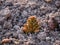 Dirty rhubarb leaves, leaves just slipped off the ground, spring in the garden