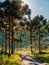 Dirty road and araucaria trees with mornin sunlight in Brazil